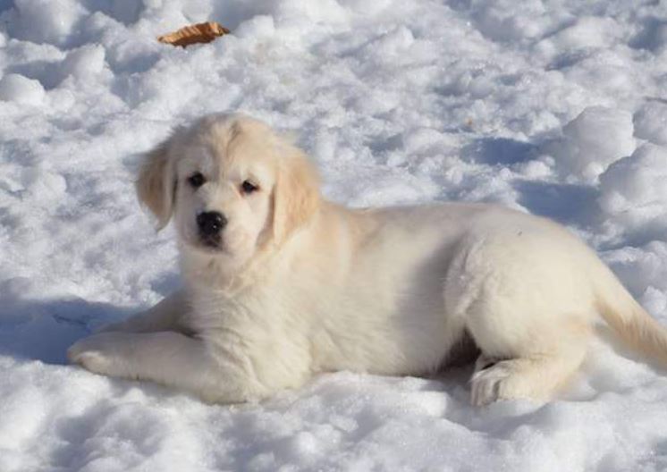 Canadian golden best sale retriever puppies