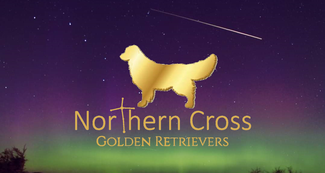 Northern Cross Golden Retrievers